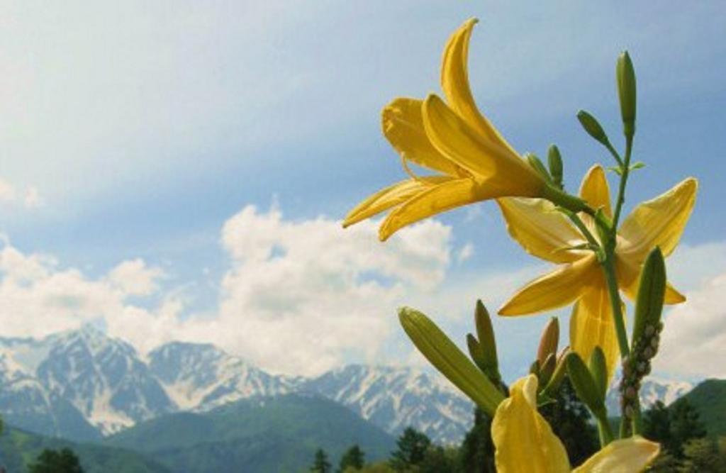 Pension Blue Хакуба-Мура Экстерьер фото